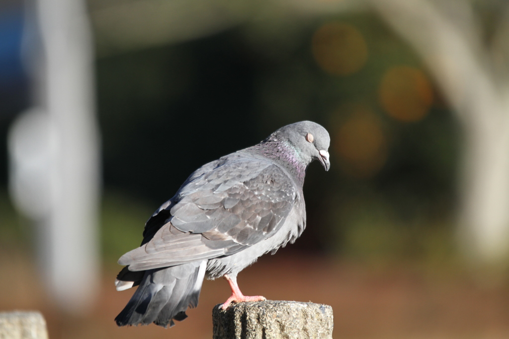 土鳩