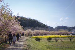 東大山の川津桜祭り