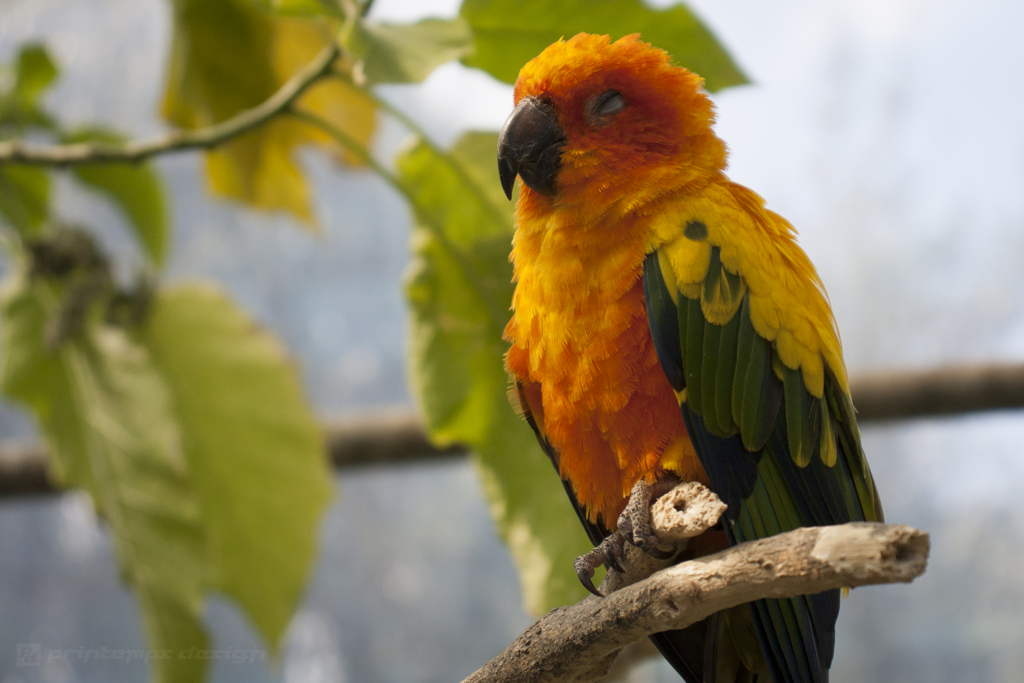 コガネメキシコインコ