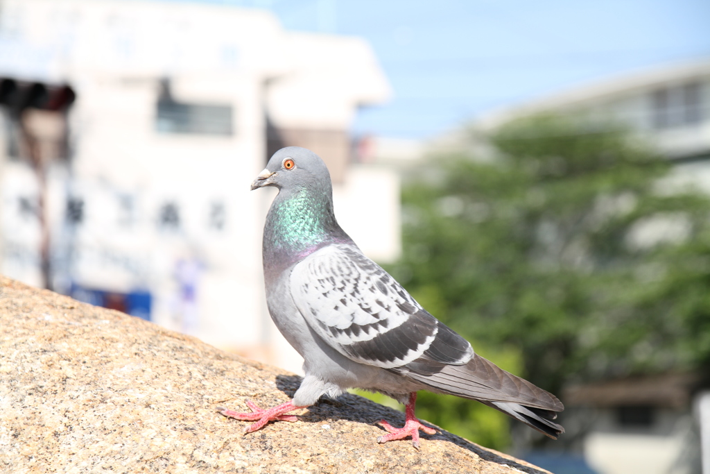 土鳩