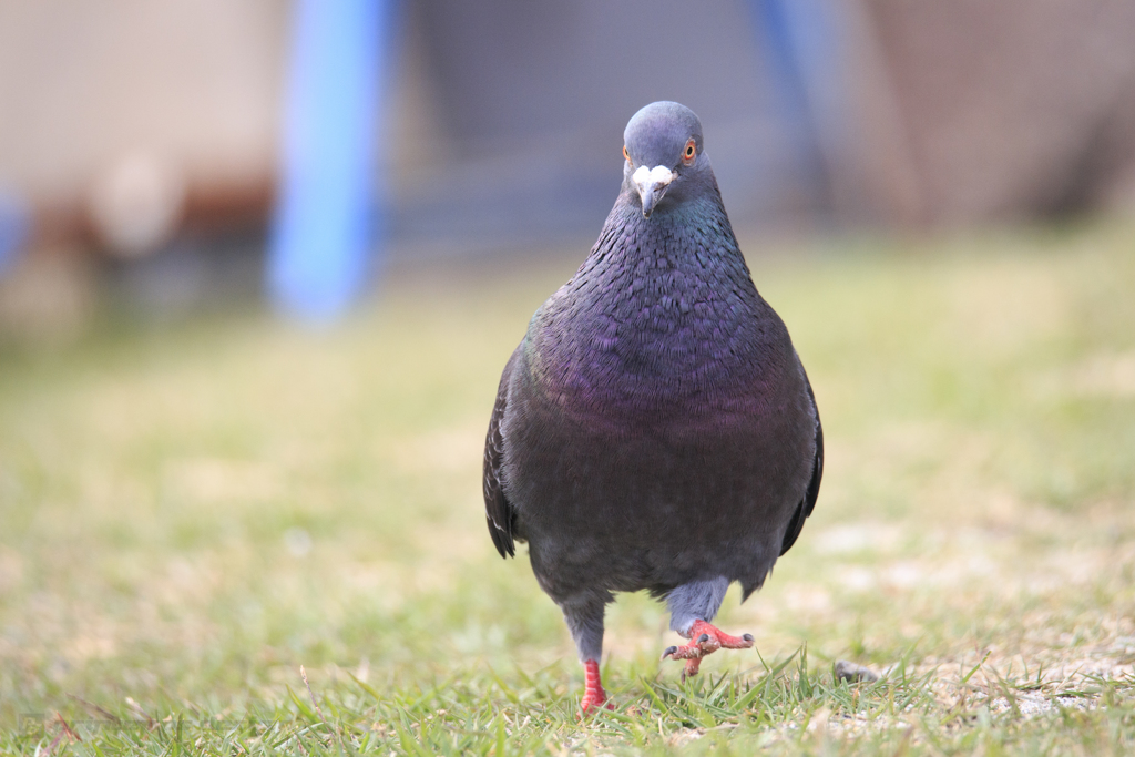 かわいい鳩 By Hal Aki Id 8698363 写真共有サイト Photohito