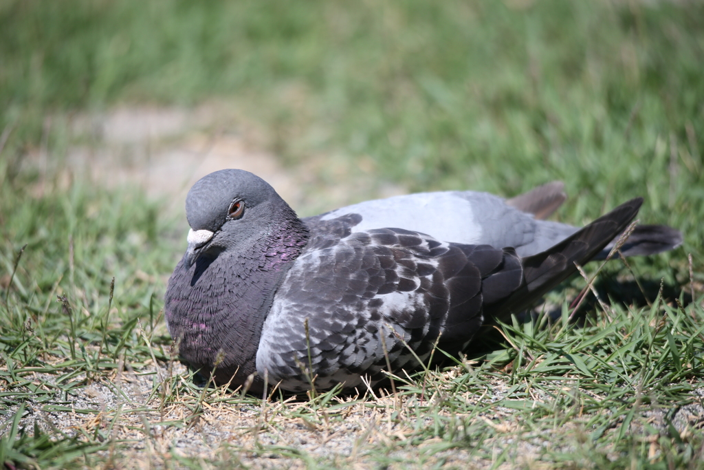 土鳩