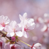 川津桜
