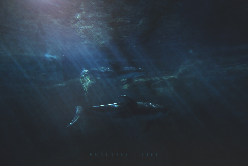 beautiful life
