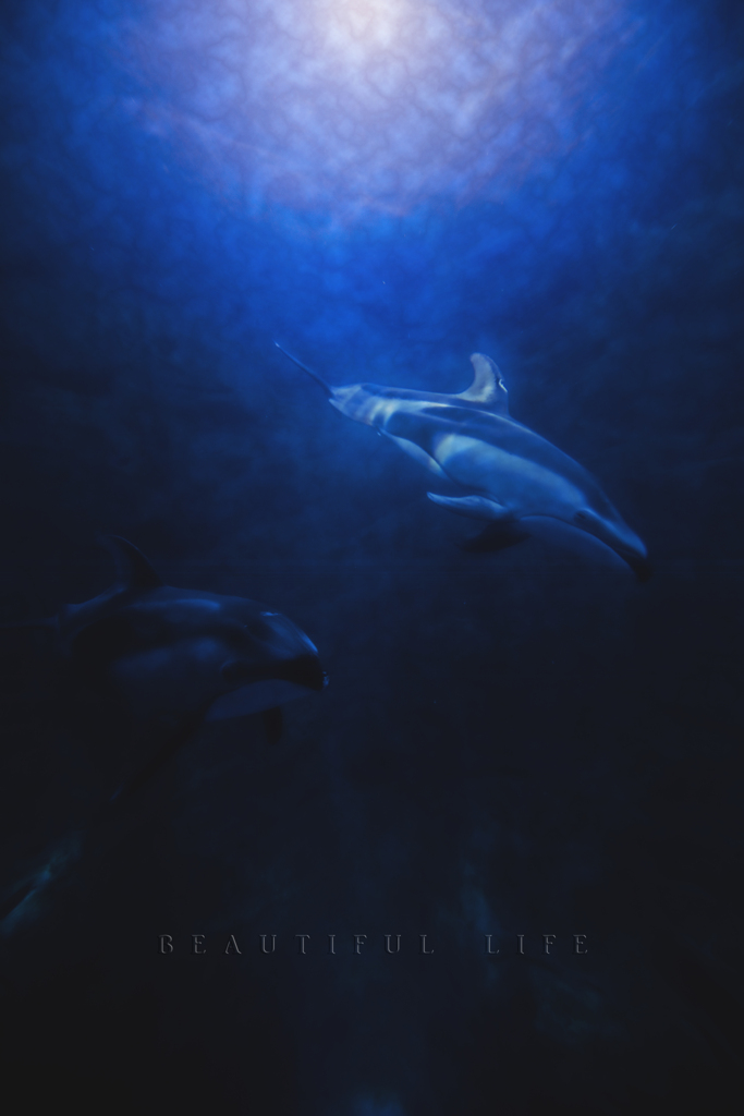 beautiful life