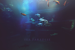 sea paradise