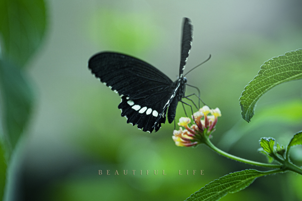 beautiful life