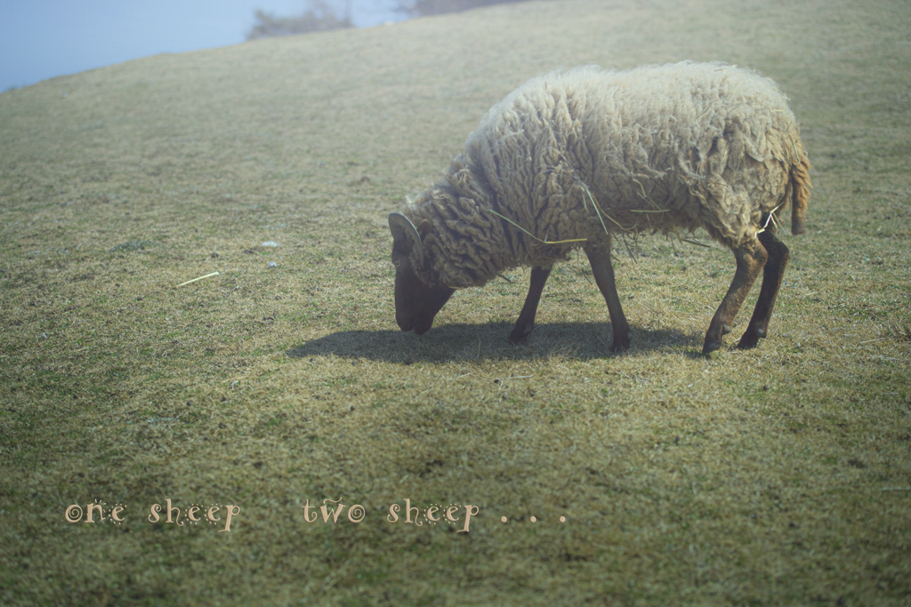 one sheep two sheep