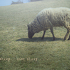 one sheep two sheep