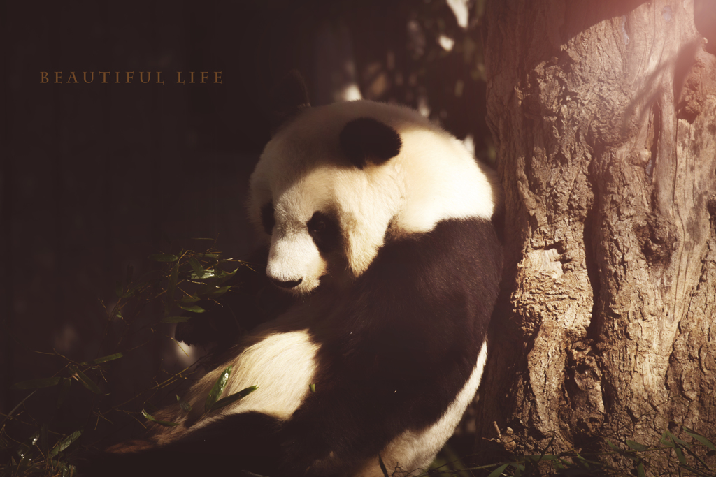 beautiful life
