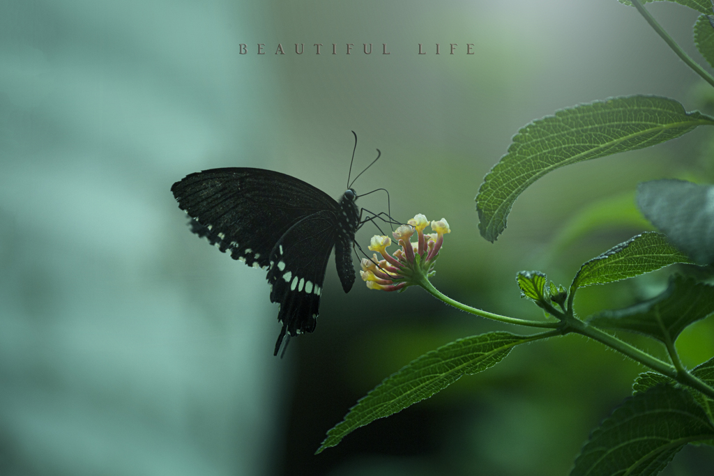 beautiful life