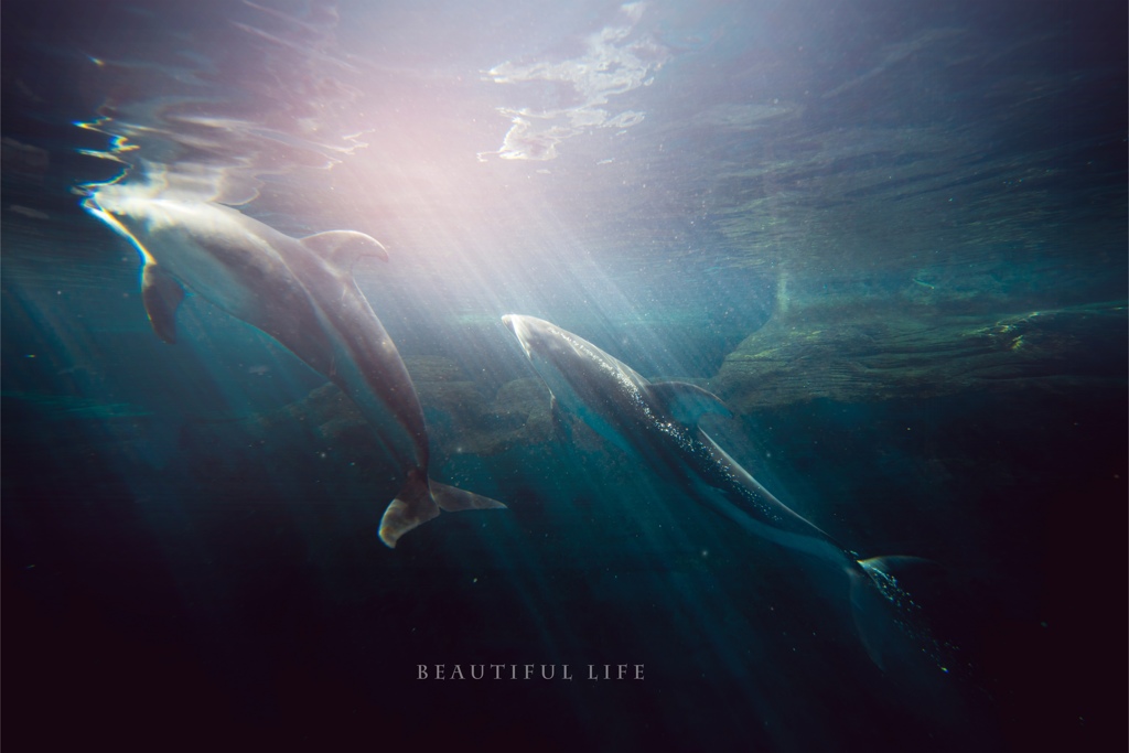 beautiful life