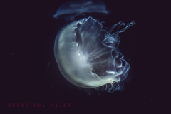 beautiful  alien
