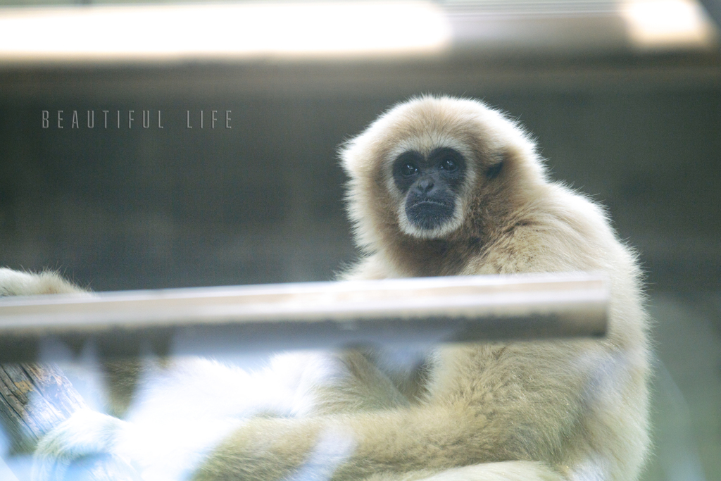 beautiful life