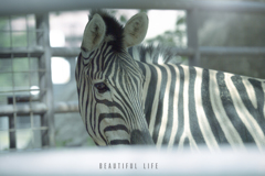 beautiful life