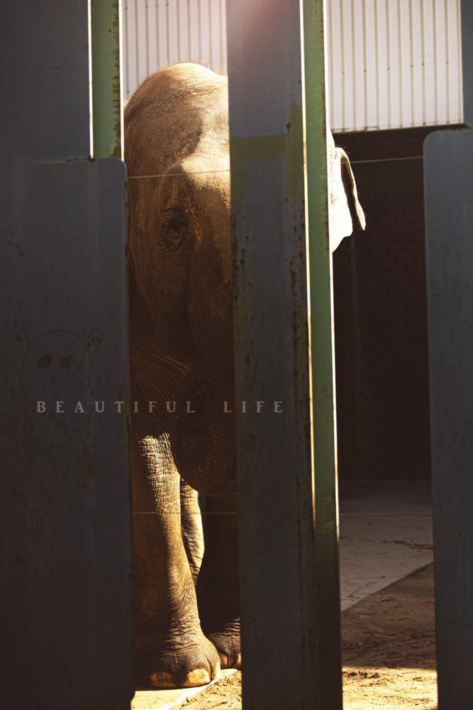 beautiful life