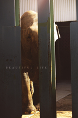beautiful life