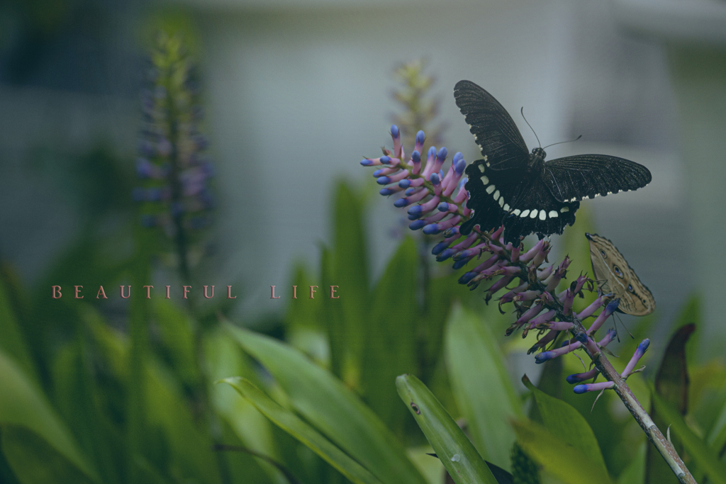 beautiful life
