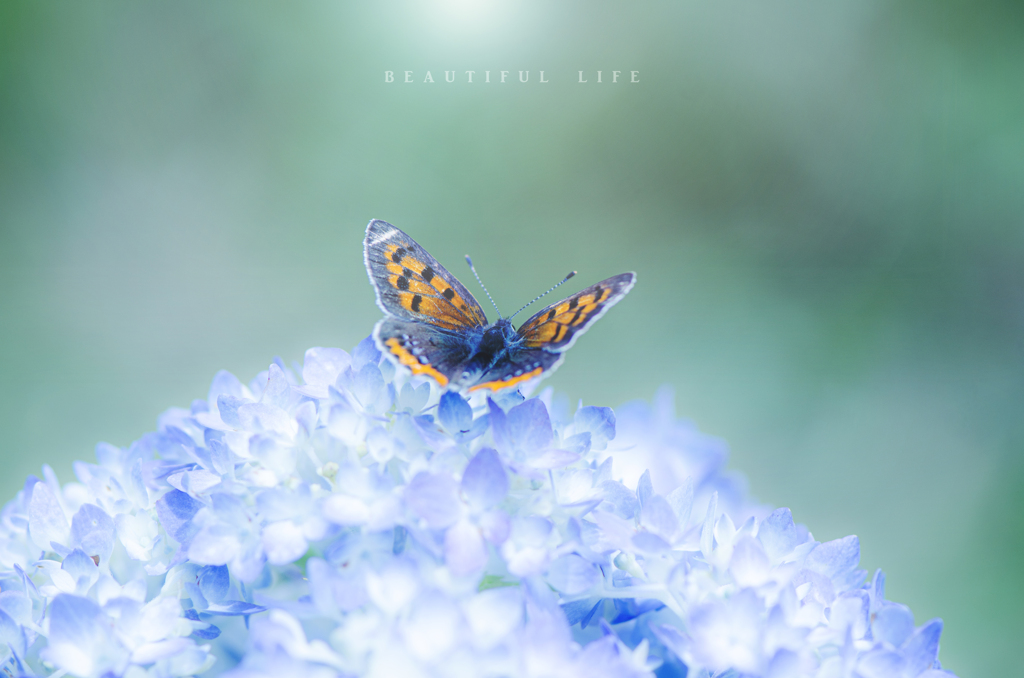 beautiful life