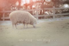 one sheep two sheep