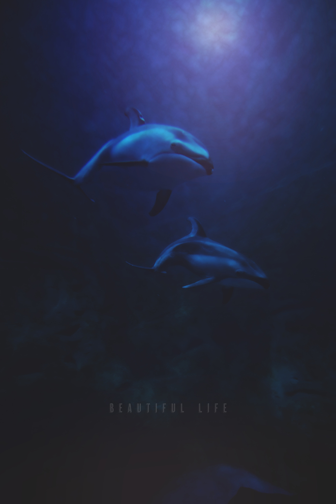 beautiful life