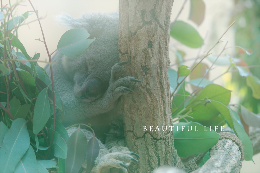 beautiful life