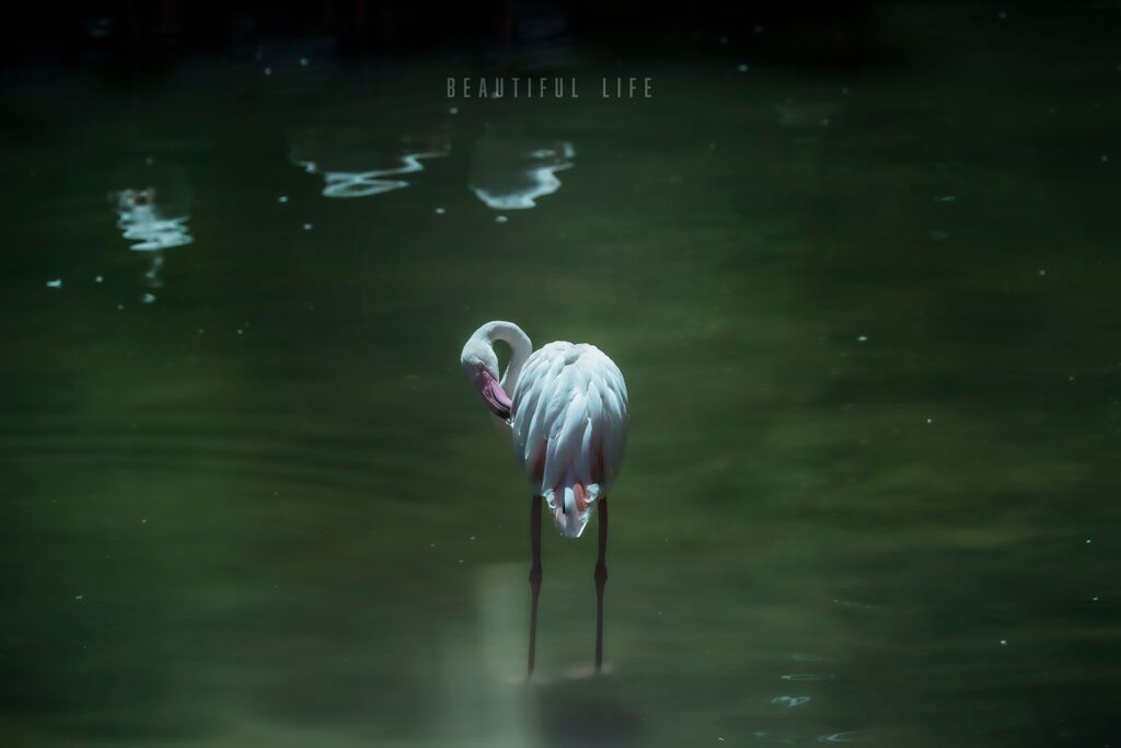 beautiful life