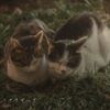 野良猫の兄弟〜まだ1歳になっちょりません