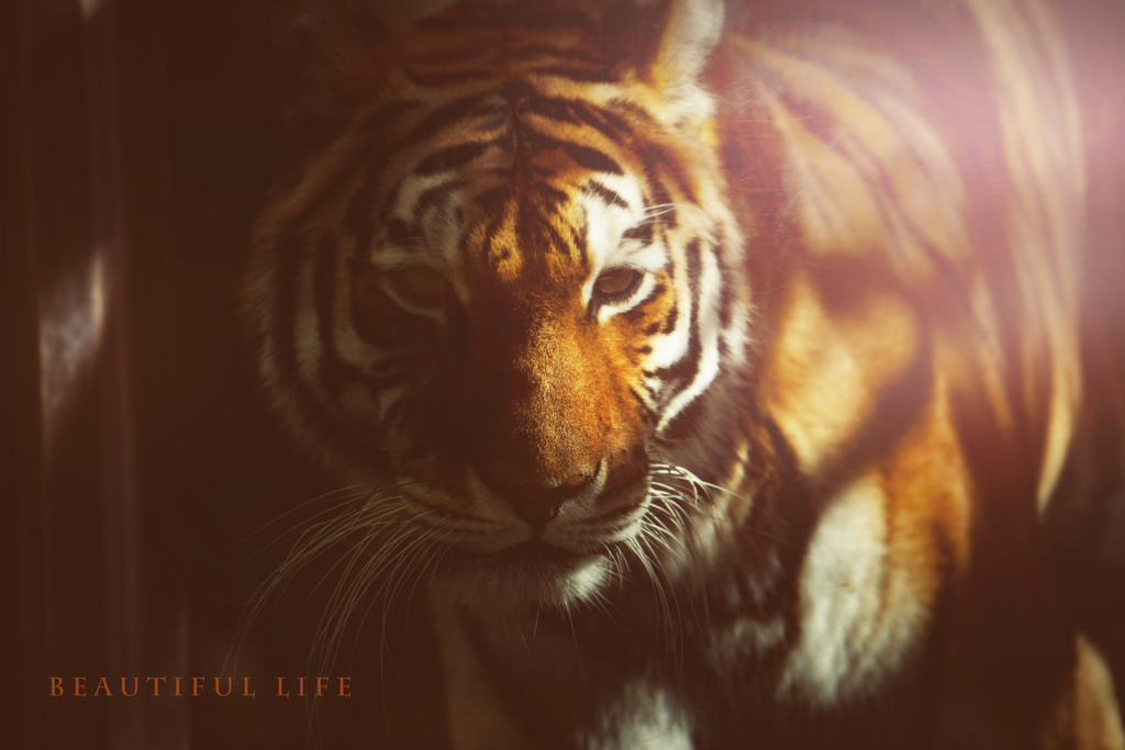 beautiful life