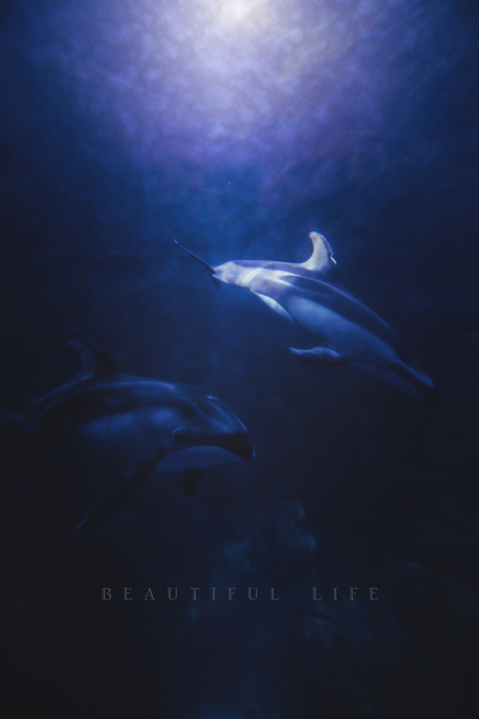 beautiful life