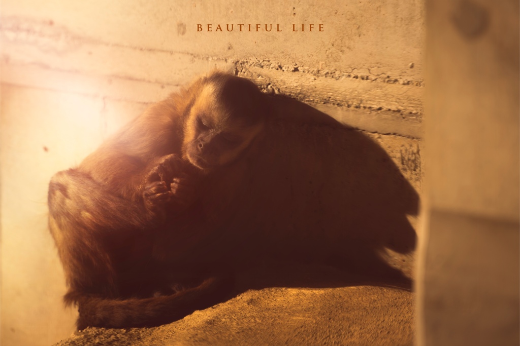 beautiful life