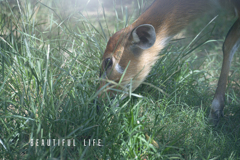 beautiful life