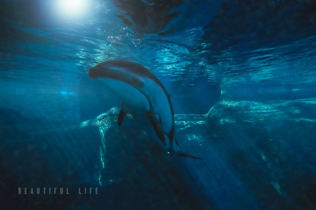 beautiful life