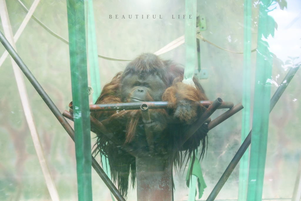 beautiful life
