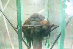beautiful life