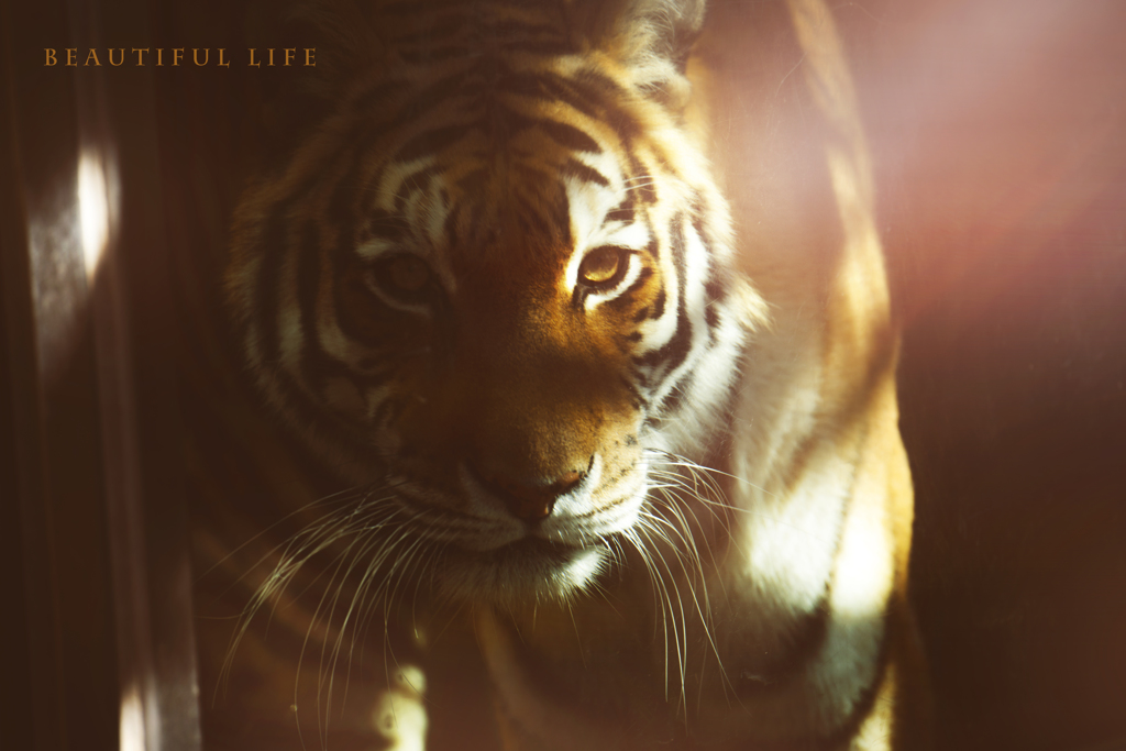 beautiful life