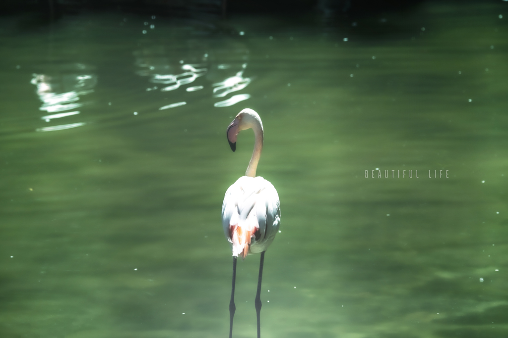 beautiful life