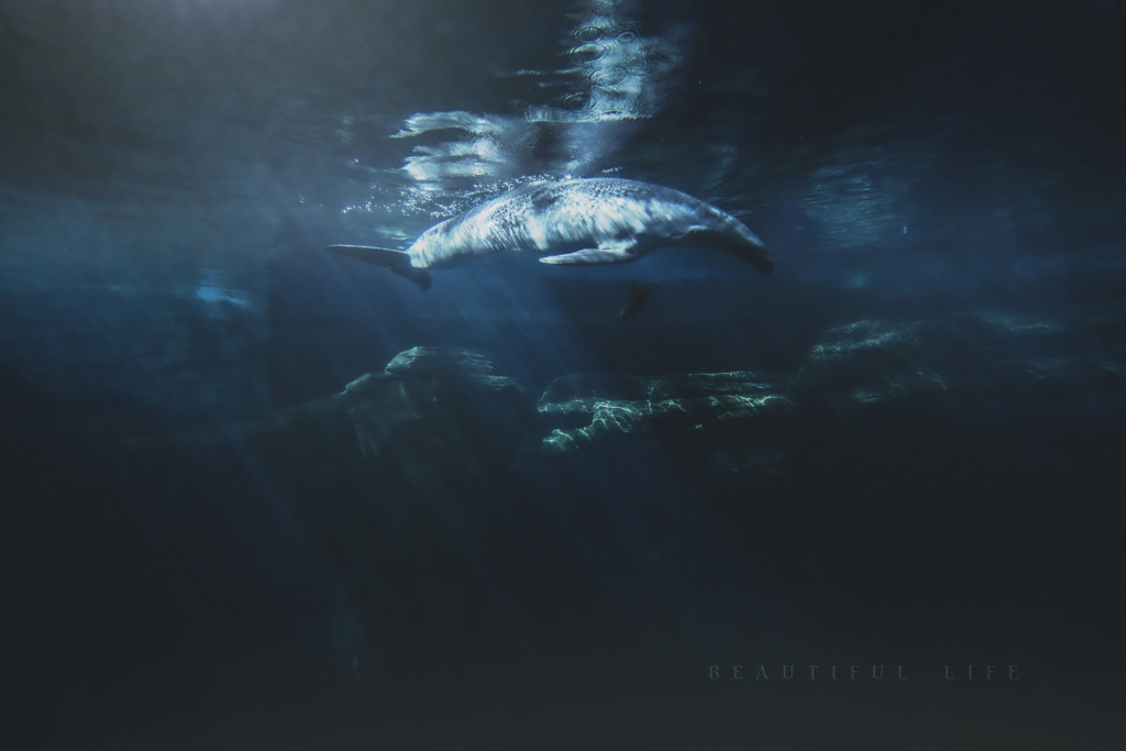 beautiful life