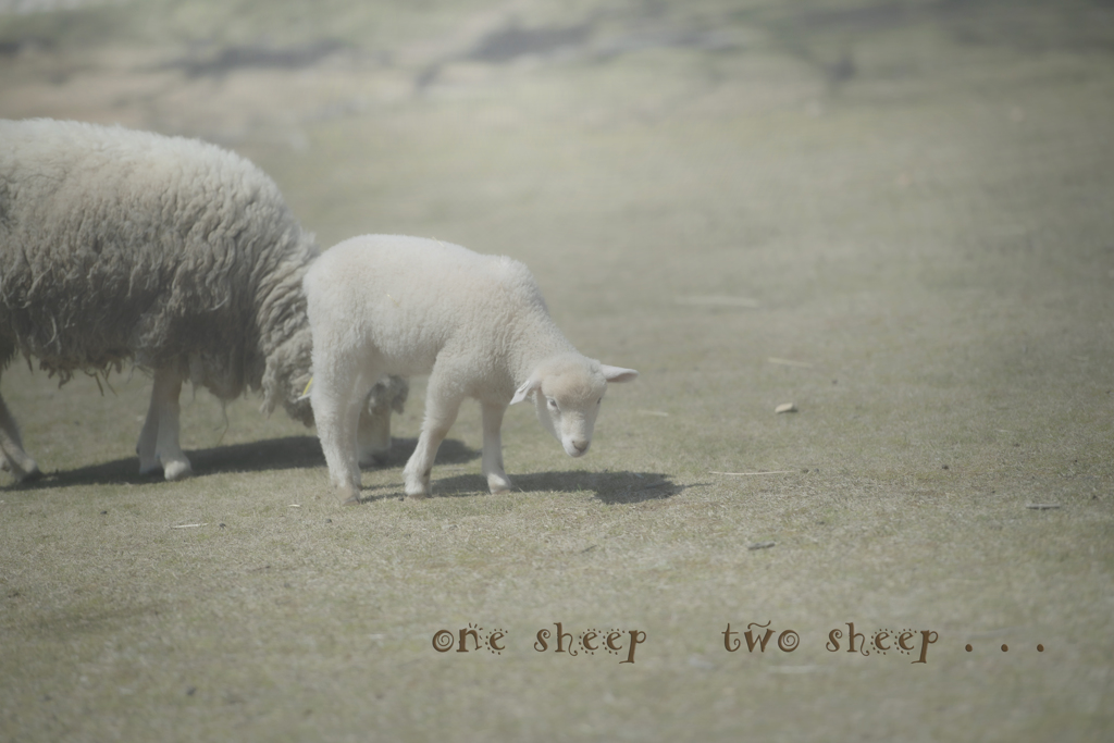 one sheep...