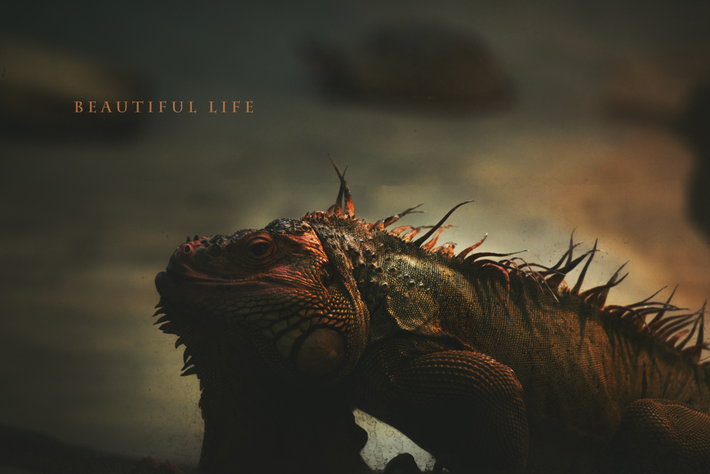beautiful life