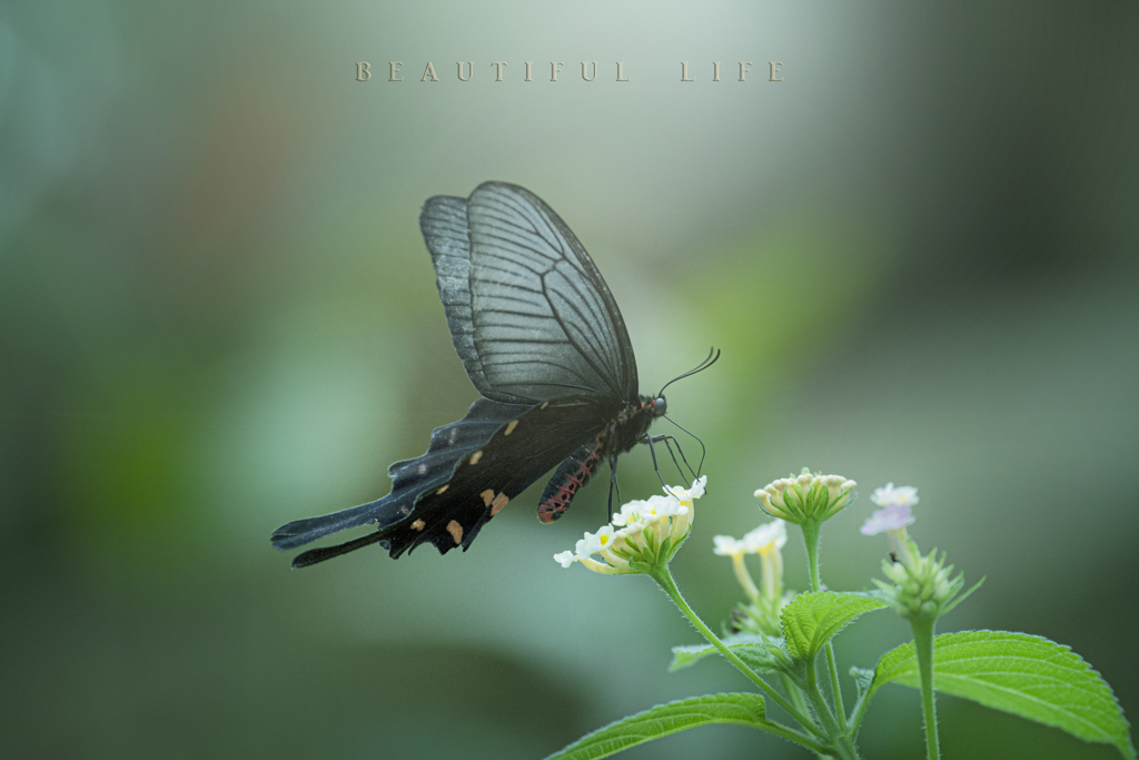 beautiful life
