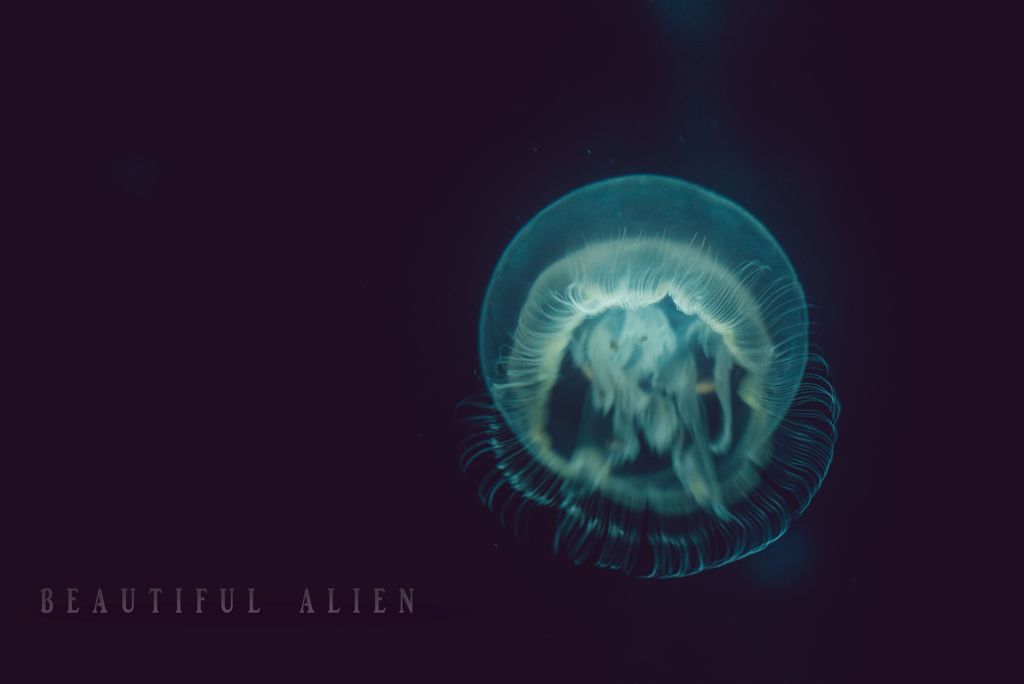 beautiful  alien