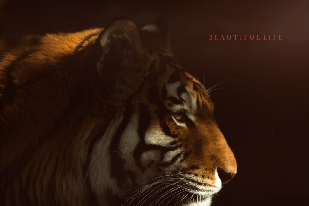 beautiful life
