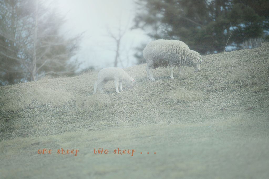 one sheep two sheep...