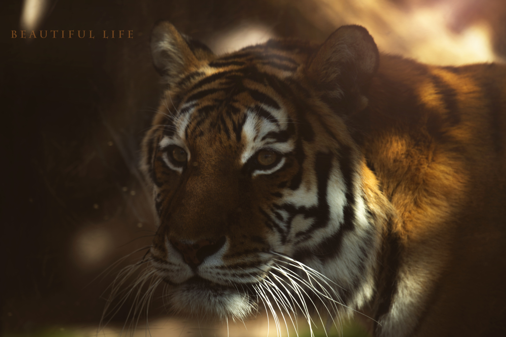 beautiful life