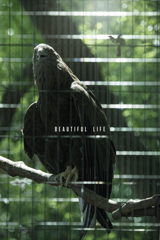 beautiful life