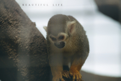 beautiful life