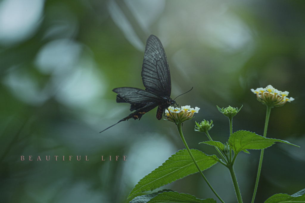 beautiful life