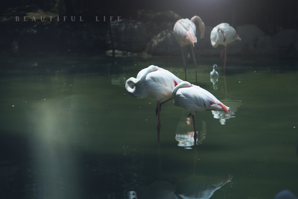 beautiful life
