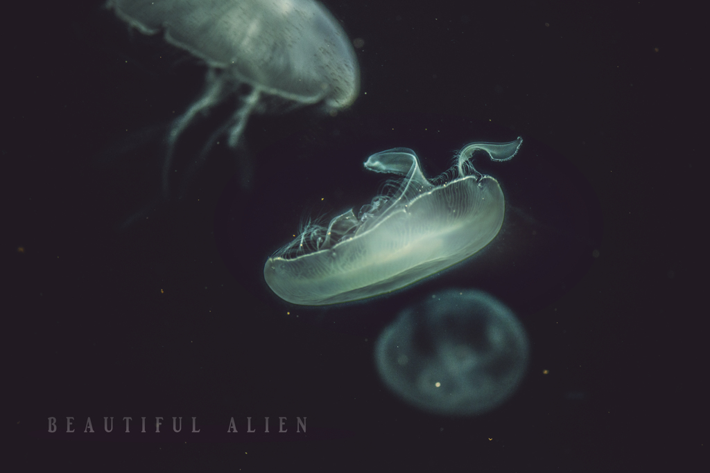 beautiful  alien